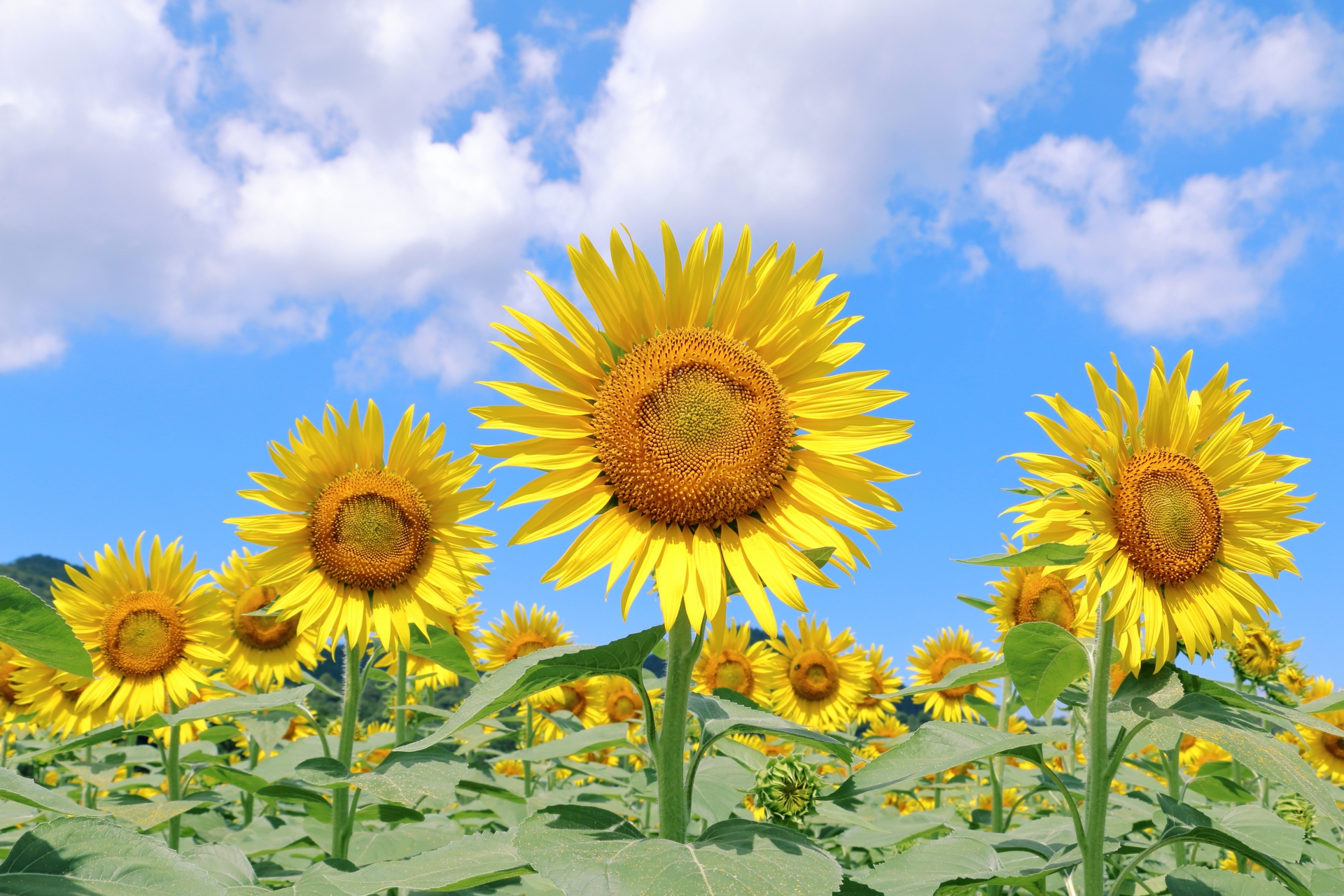 7月の為替は円安