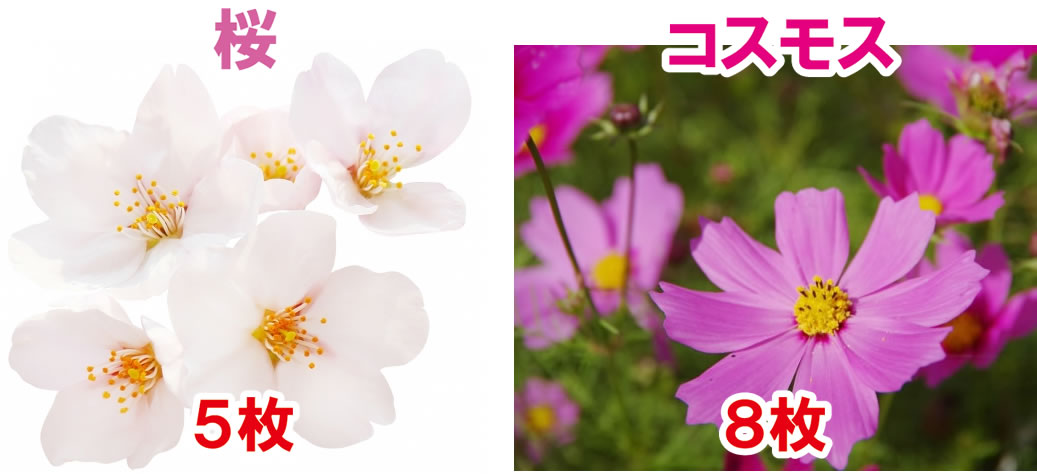 桜・コスモスとフィボナッチ数列